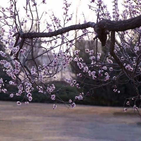 🌸花儿朵朵开🌸