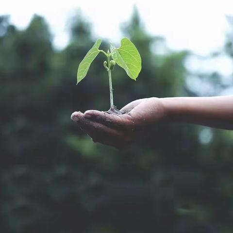 春生万物 护绿先行－－蓝尊蓝上庄家园社区办园点植树节活动倡议书