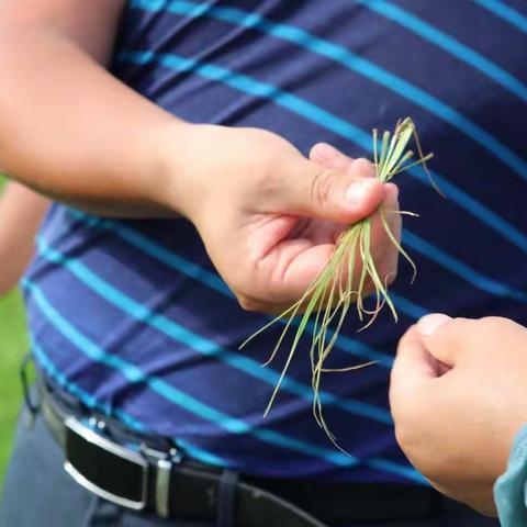 拜特实验一第五天第七天观察结果