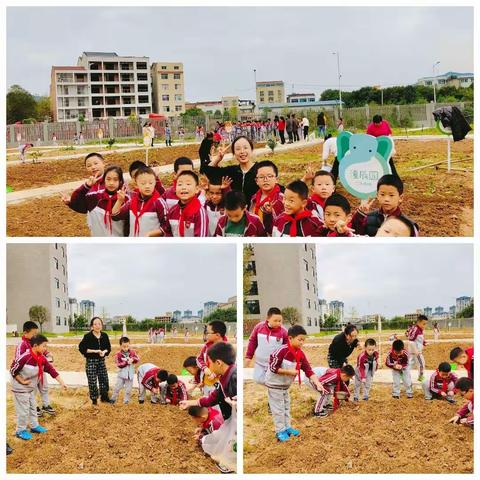 倚潼江河畔，播“辰”光之种，梓潼东辰国际学校二（三）中队，潼辰园实践活动纪实（一）