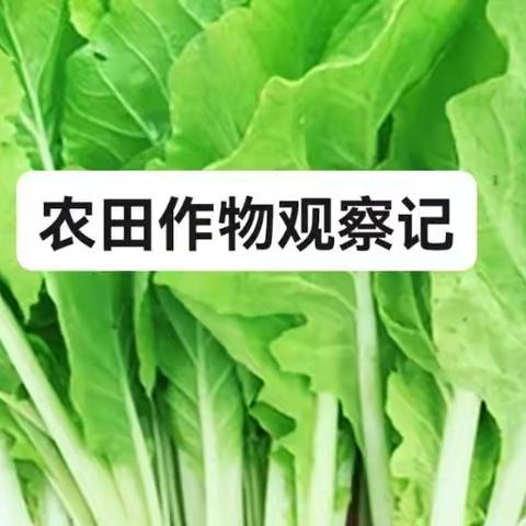 观察记录--小小农作物生长记