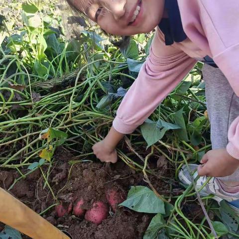 劳动教育真精彩,课后服务动起来——新庄小学开展劳动教育活动美篇