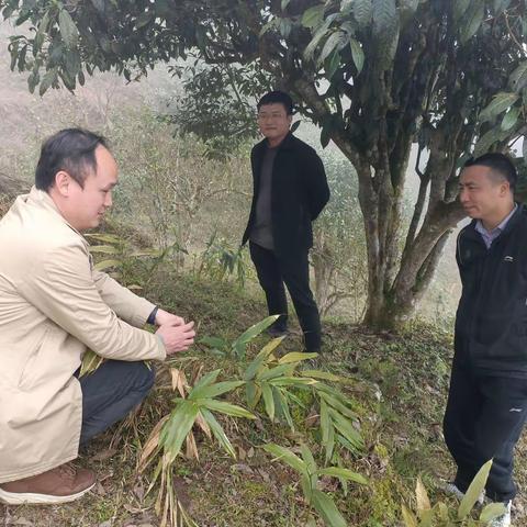 大梁顶山古树茶爆款在哪里?