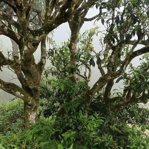 春天已经清零了，我们相约麻栗坡古树茶园