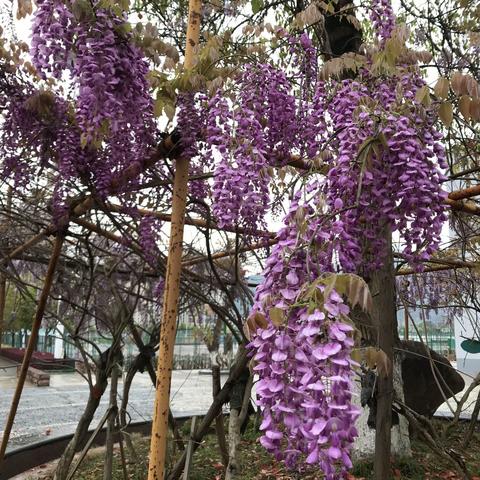 紫藤花丨同心筑梦 勠力致远