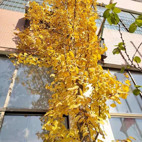 兴华附属幼儿园——【生态课程】我和银杏叶有个约会