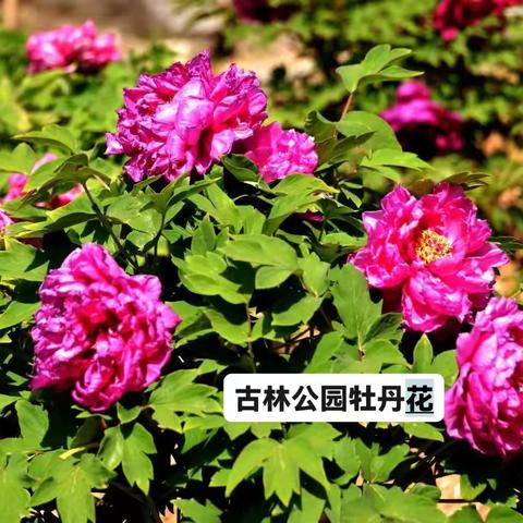 国色天香