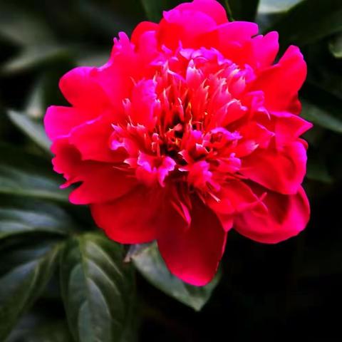 芍药花开