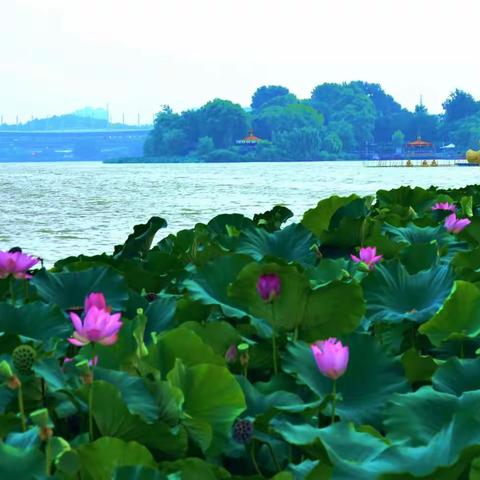 荷花石榴相映红