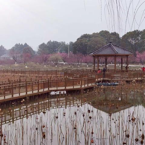 秦淮梅园