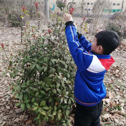 “种绿色梦想，植美好明天”王集小学开展植树活动