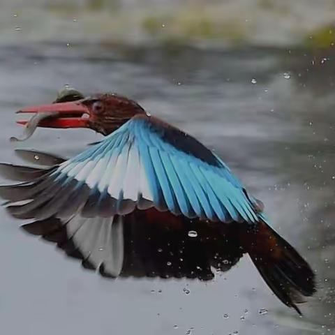 拍鸟，大爷最后的倔强
