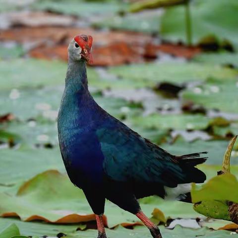 石屏异龙湖拍鸟记