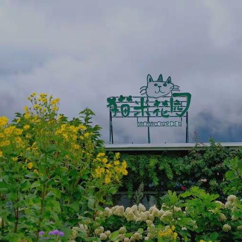 旅居大理（10）苍山脚下的猫米花园