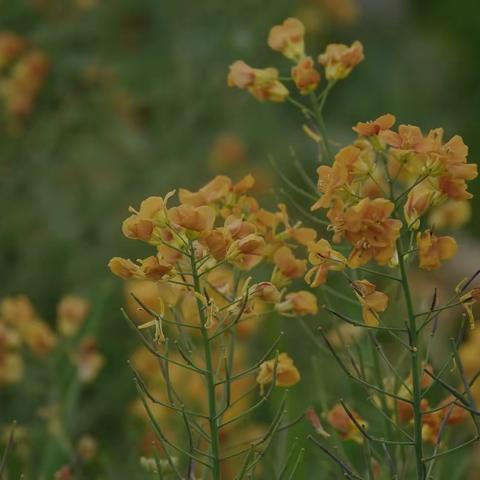 看过金色油菜花，看过彩色的吗？
