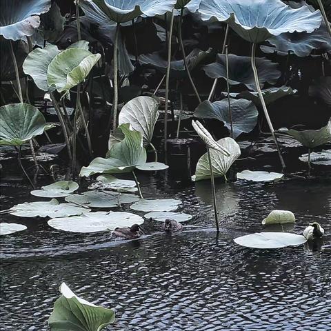 壬寅八月杂吟廿七首