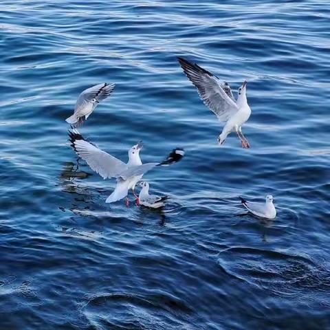 癸卯正月吟草二十首