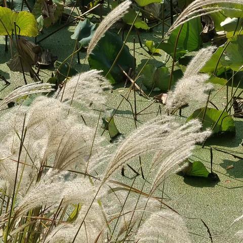 壬寅九月杂吟廿六首