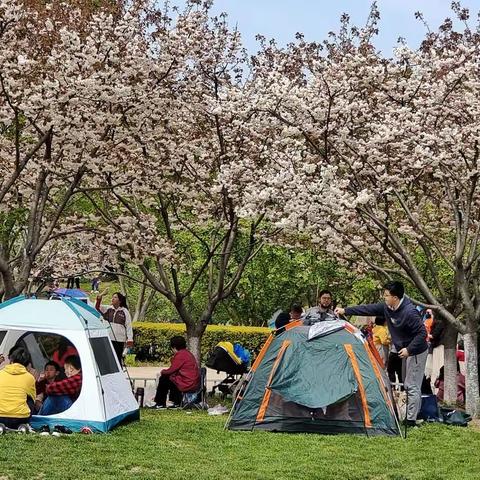 四月四日，情侣园人气爆棚