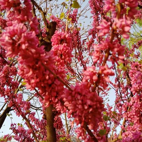 与你约定下一个花季