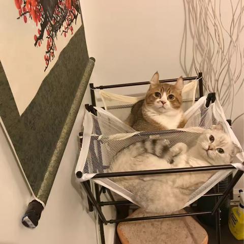 猫和我们的日常生活。