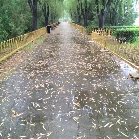 柳林秋雨
