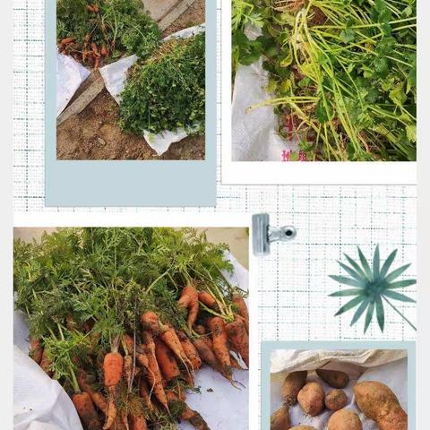 小一班·小小蔬菜销售员