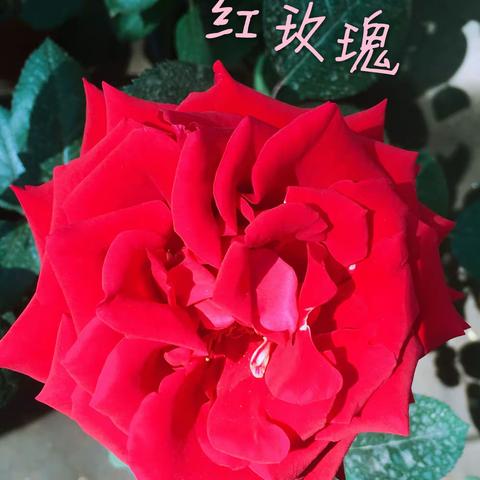 节日的贺礼2018年5月1日国际劳动节，祝亲人们节日快乐🎆🍾️🎊🎉🎈