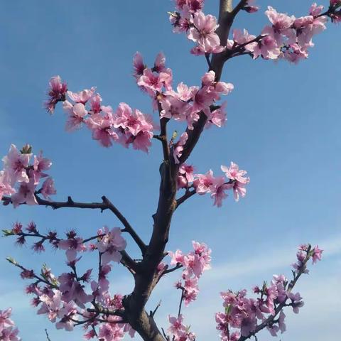 桥北村“十里桃花”桃花节掠影。