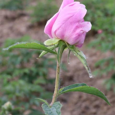 2023年谷雨拍芍药