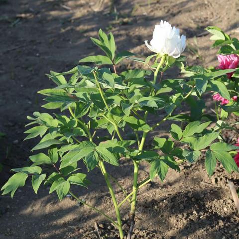 大唐牡丹2（4月14日）