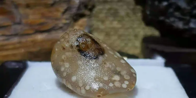 石观