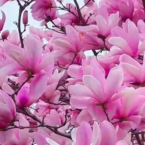 倾听花开的声音