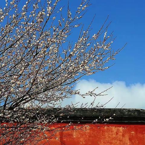 悟•林阳寺