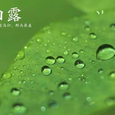 农历的天空下——白露