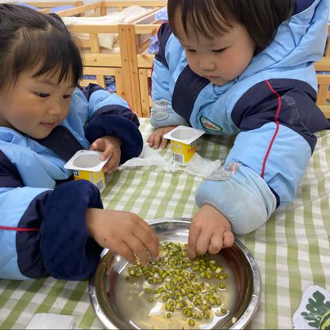 《小小“豆芽”变身记》——吉首市第四幼儿园A5班种植活动