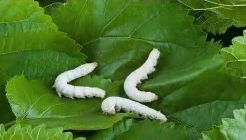 中班科学活动——会动的毛毛虫