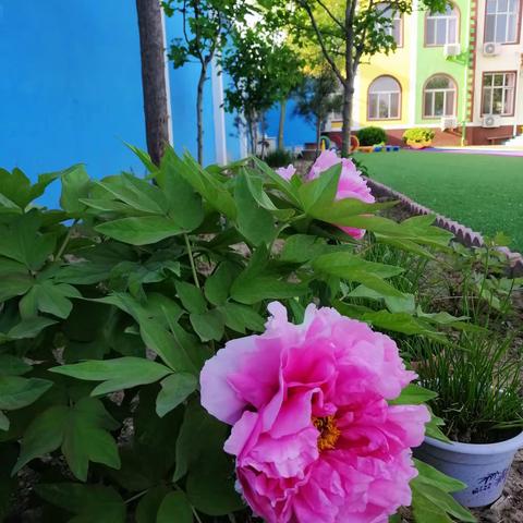 北早现一幼  常规课—体智能