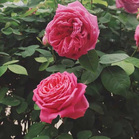 课改花艳春更浓 同课异构绽异彩——首阳山南蔡庄学区英语同课异构活动掠影