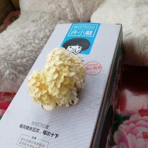许小蘑来到我家