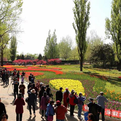 花如海，人如潮——北京植物园赏花