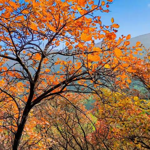 2022.10.22博山姚家峪爬山看红叶(一)
