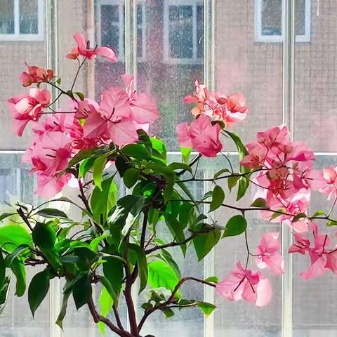 2022.11.26我家的三角梅(十)---阳台花展