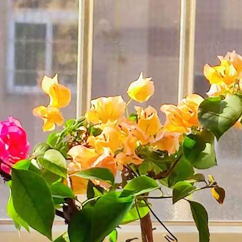 2022.11.17我家的三角梅(九)