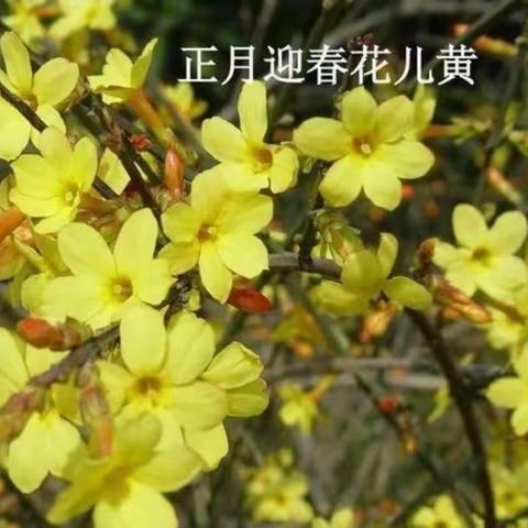 赏花识花我最行--里则街道中心幼儿园大七班小记