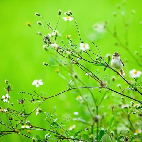春日晴好，研修生长