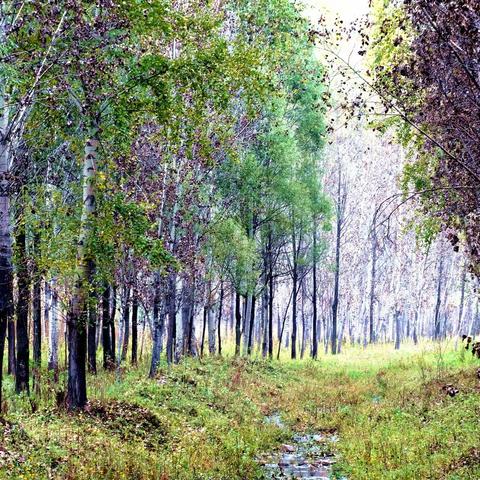 父亲故乡的土窑洞