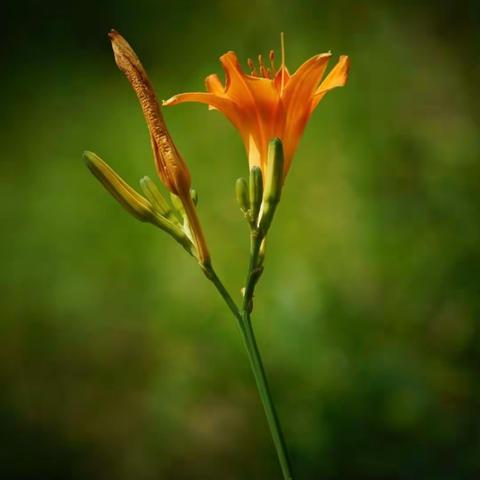 美篇处女作《萱草》