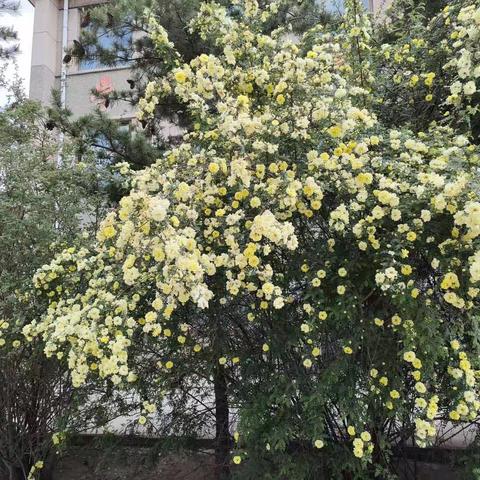 四月芳菲尽   读书岁月长