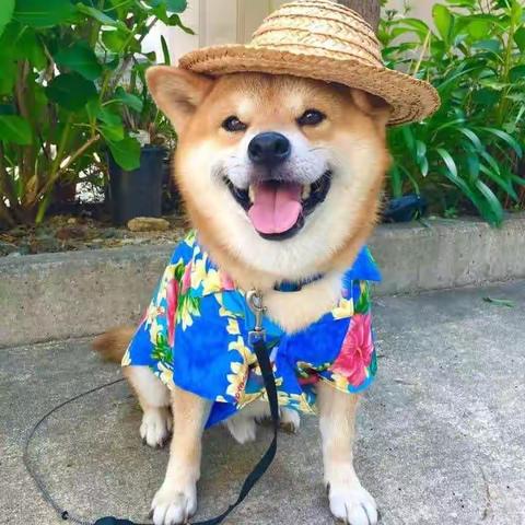 狗年旺旺旺